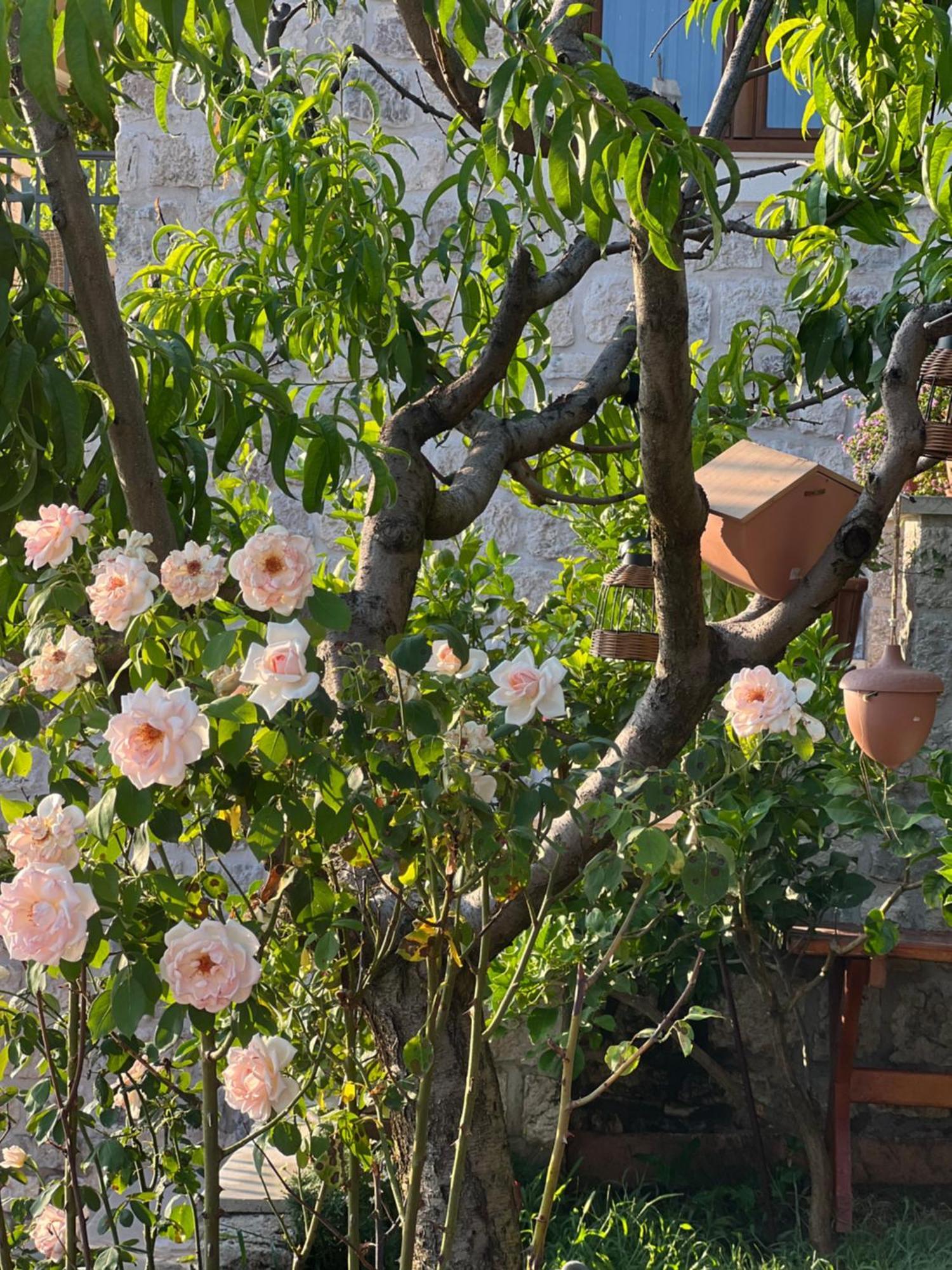 Villa Nikoleta โกตอร์ ภายนอก รูปภาพ